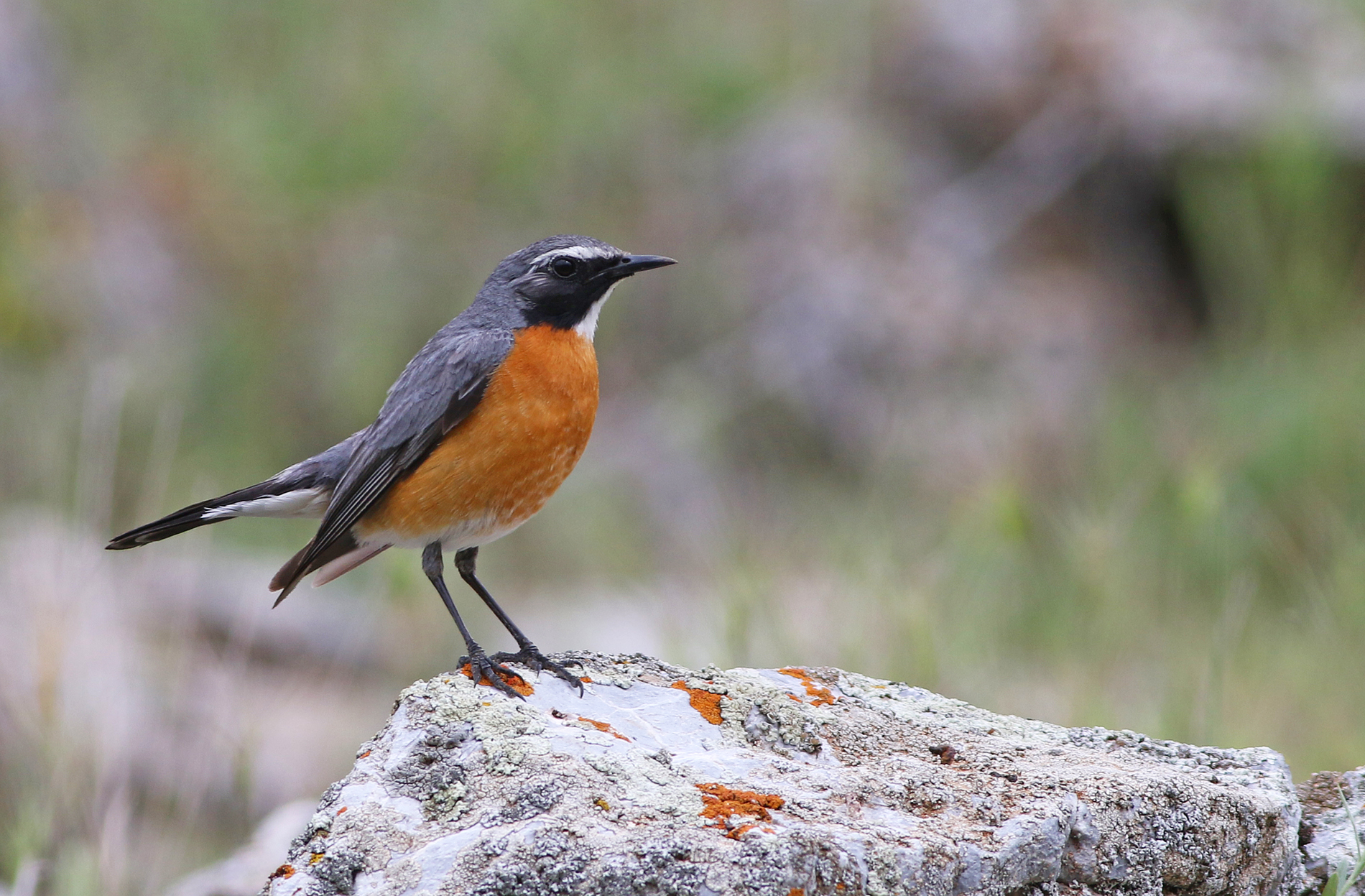White-throated Robin